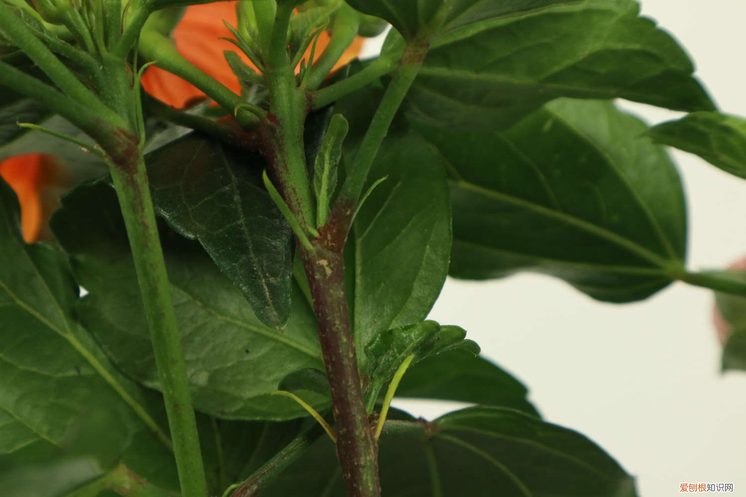 扶桑花如何养护 扶桑花养护管理的方法，有什么注意事项