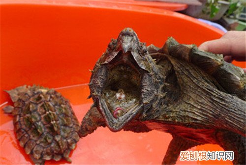 大鳄龟寿命一般是多久 大鳄龟好养吗