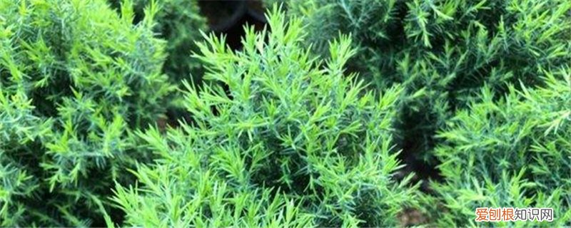 扁柏叶子发黄的原因 圆柏黄叶的原因和处理办法
