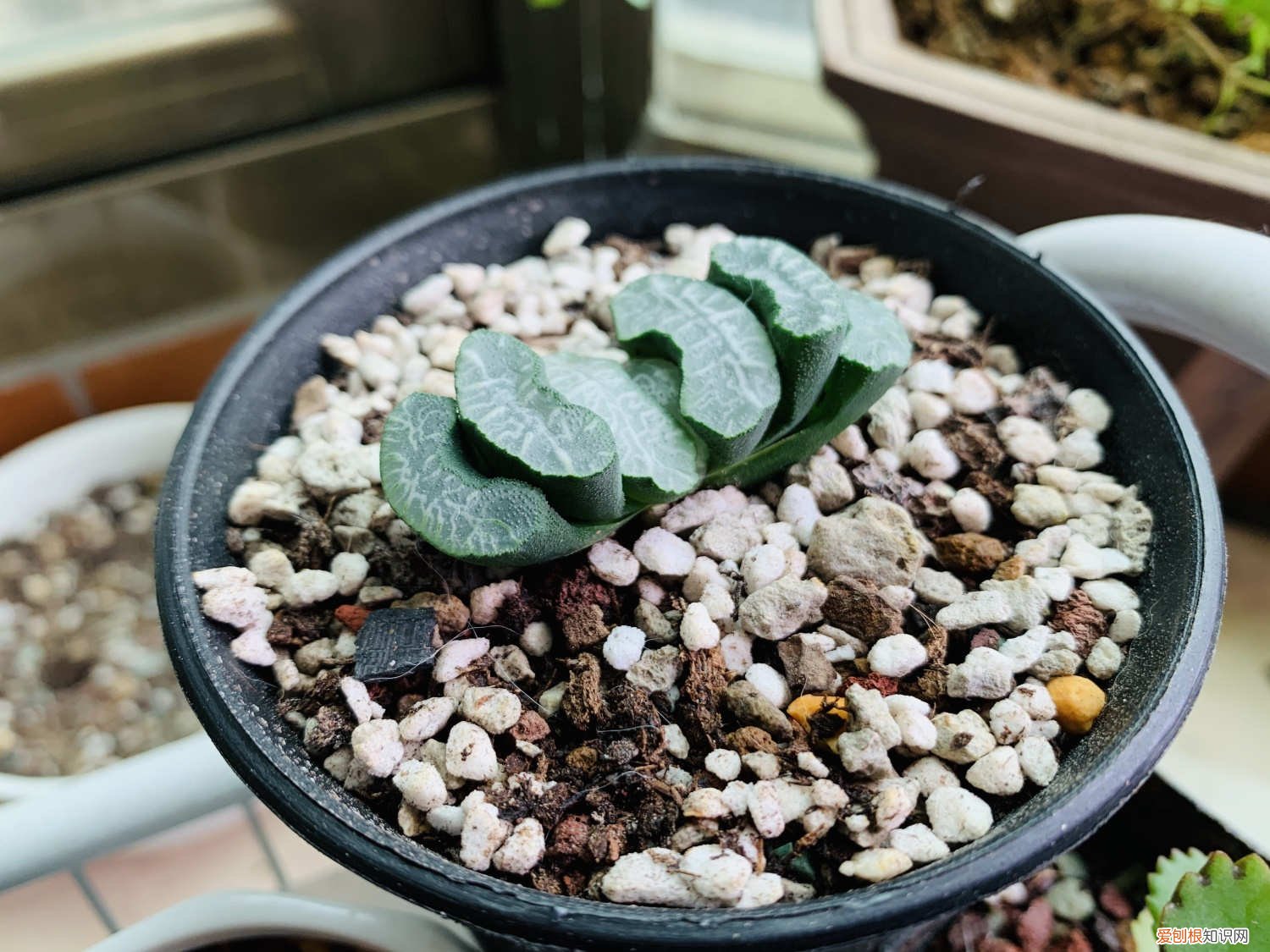 玉扇根部发黄 玉扇黄叶的原因和处理办法