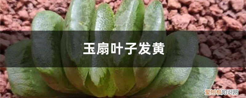 玉扇根部发黄 玉扇黄叶的原因和处理办法