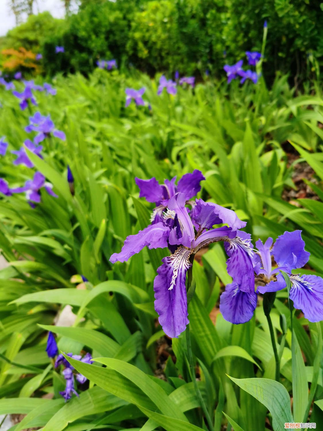 鸢尾花的养殖方法和注意事项 鸢尾花如何养护，繁殖方法有哪些