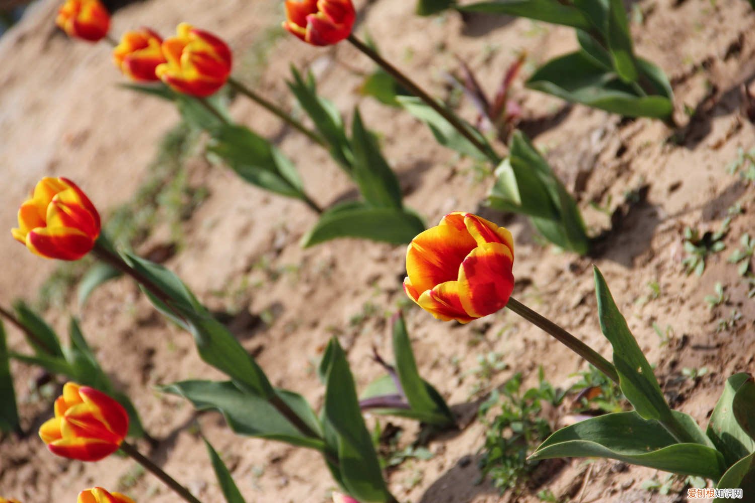 郁金香发黄的叶子怎么处理 郁金香黄叶的原因和处理办法