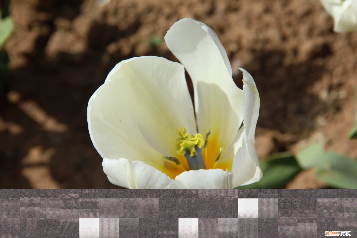 郁金香发黄的叶子怎么处理 郁金香黄叶的原因和处理办法