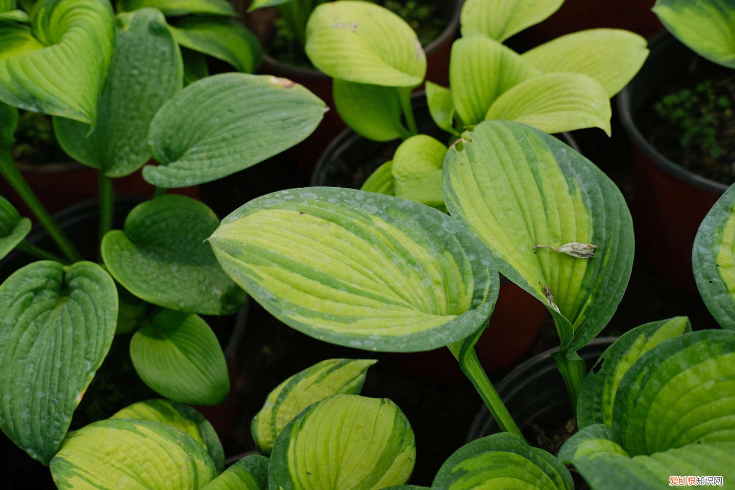 玉簪黄叶的原因和处理办法 玉簪黄叶的原因和处理办法