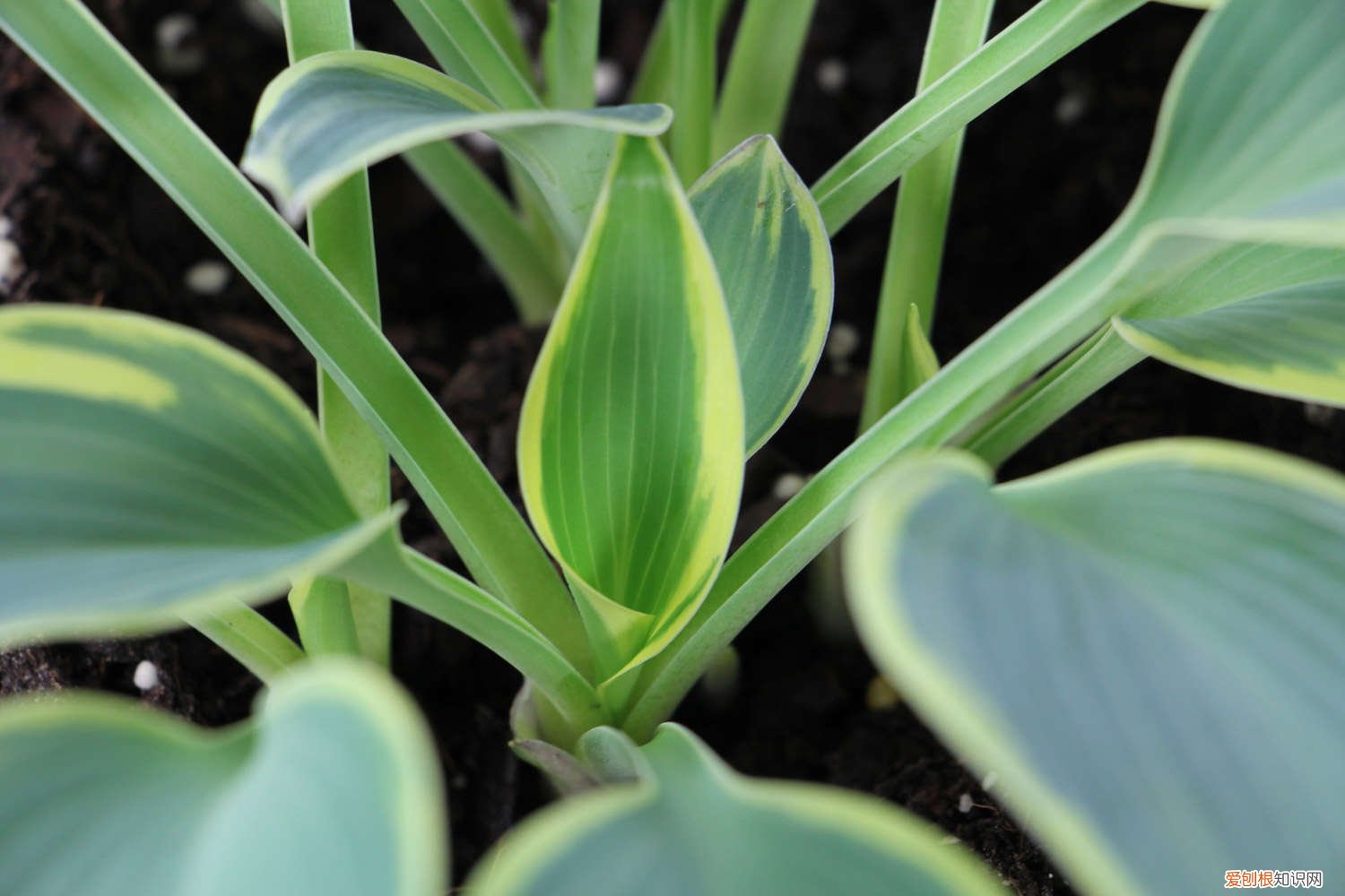 玉簪黄叶的原因和处理办法 玉簪黄叶的原因和处理办法