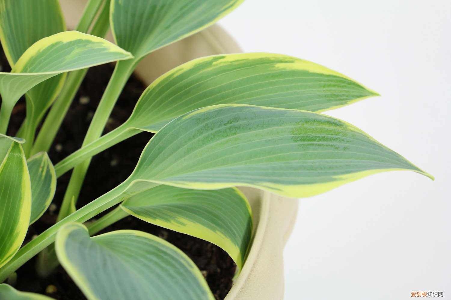 玉簪花黄叶子是怎么回事 玉簪花黄叶的原因和处理办法