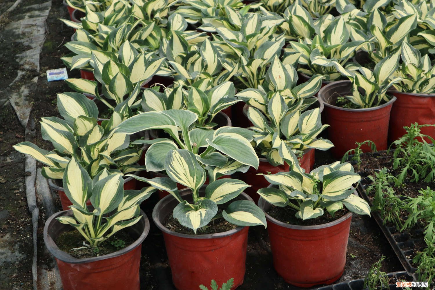 玉簪花黄叶子是怎么回事 玉簪花黄叶的原因和处理办法