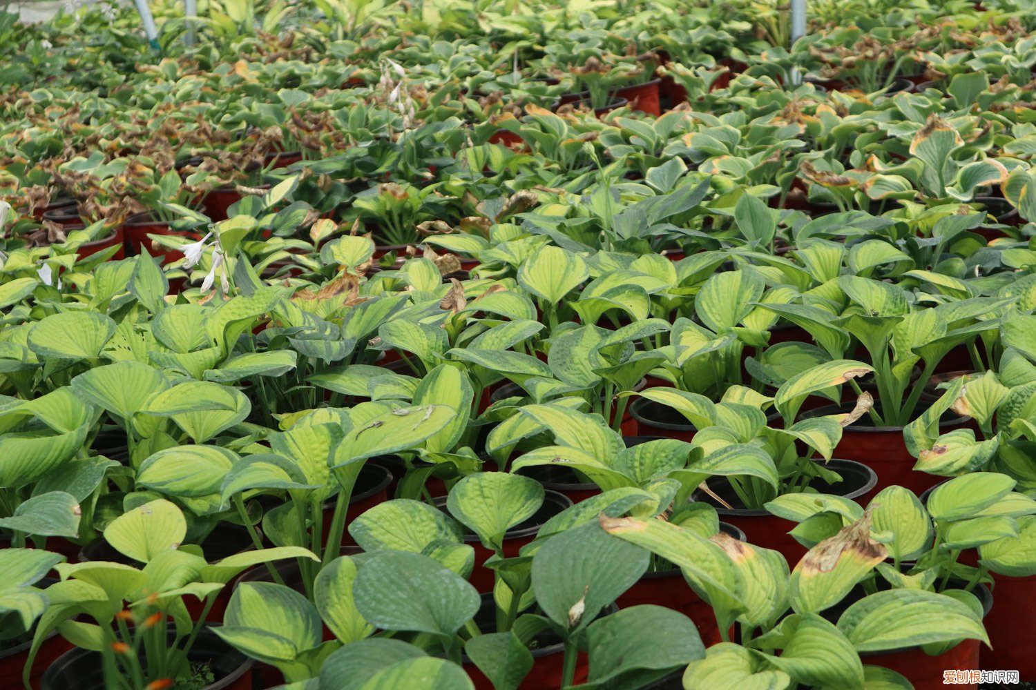 玉簪花黄叶子是怎么回事 玉簪花黄叶的原因和处理办法