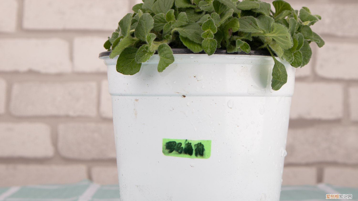 薄荷黄叶怎么回事 薄荷黄叶的原因和处理办法