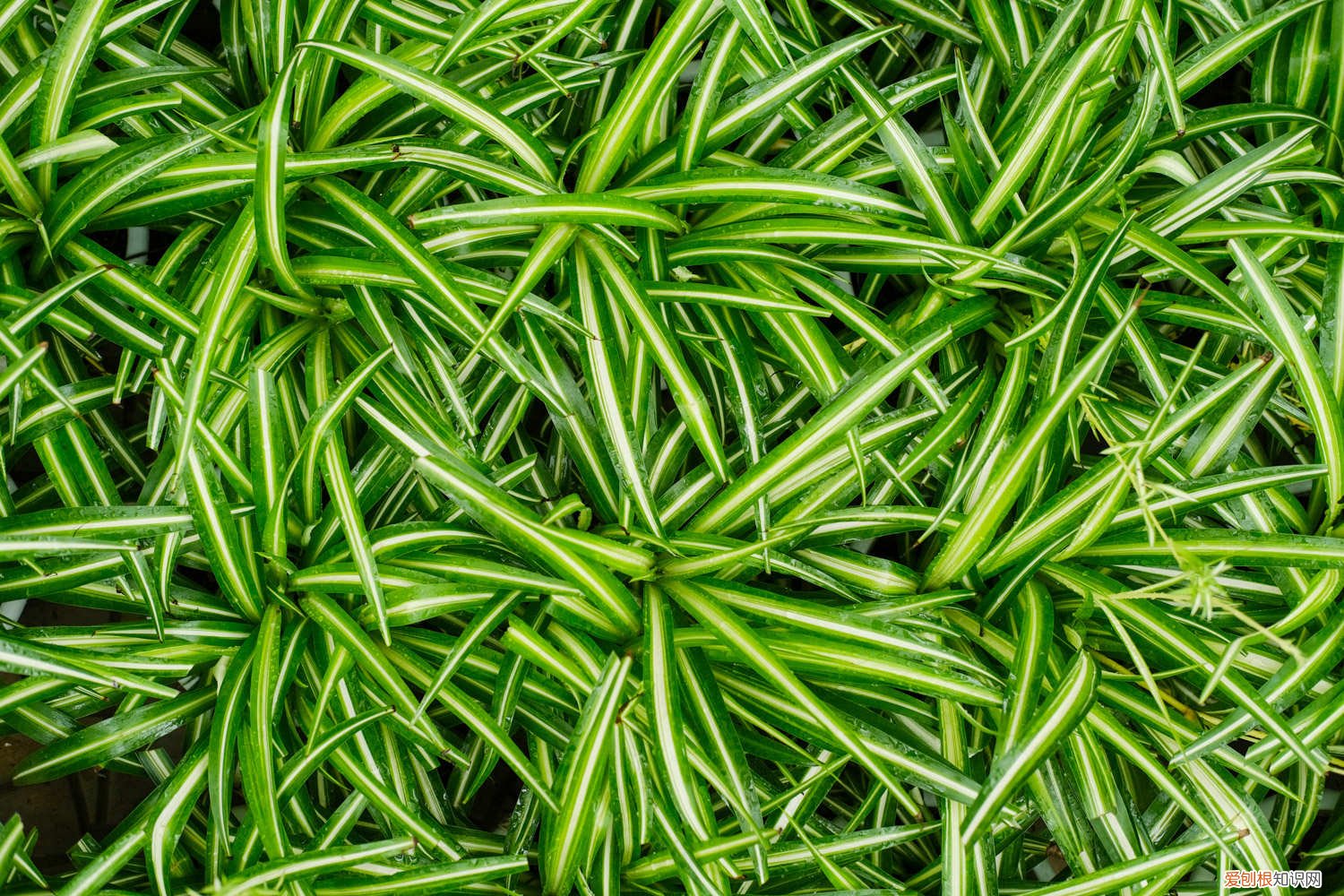 吊兰花黄叶怎么办 吊兰黄叶的原因和处理办法