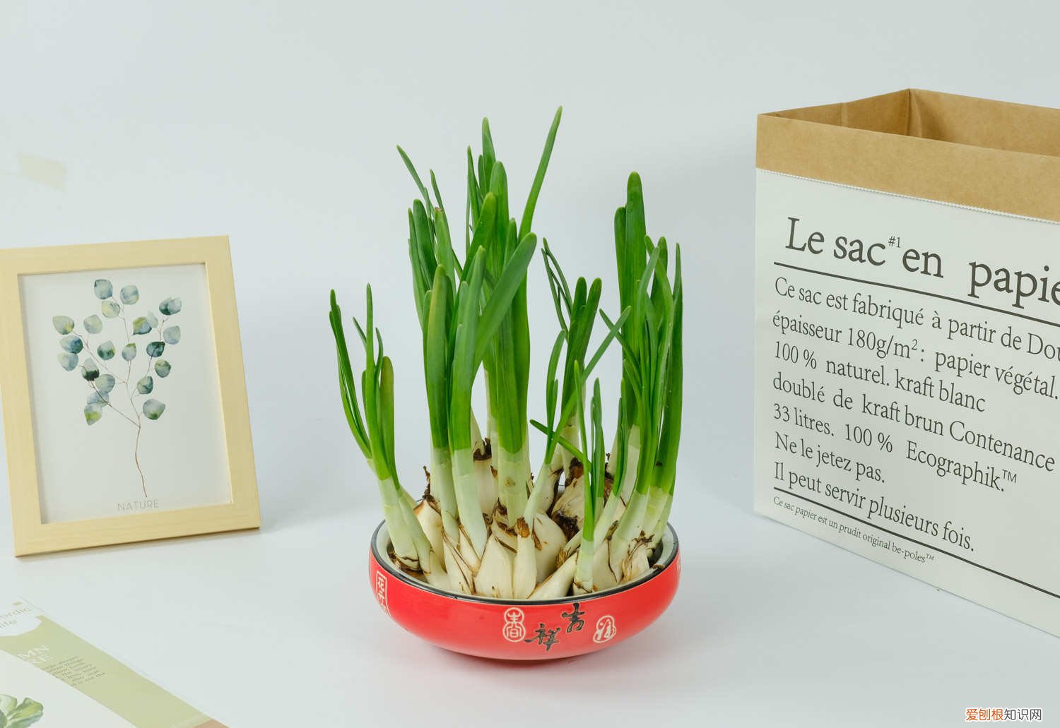 水仙花种球怎么储存 水仙花种球保存的方法，如何挑选水仙花的种球