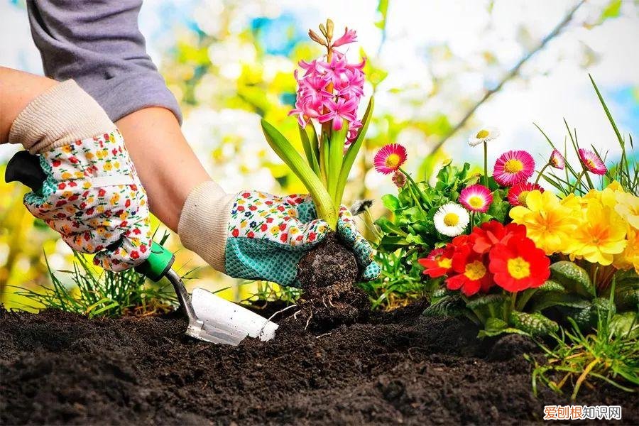 老年人种菜养花有什么好处，养花种菜原来有这么多好处 减压、减肥、扩大社交圈、防痴呆