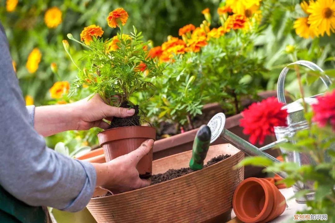 老年人种菜养花有什么好处，养花种菜原来有这么多好处 减压、减肥、扩大社交圈、防痴呆