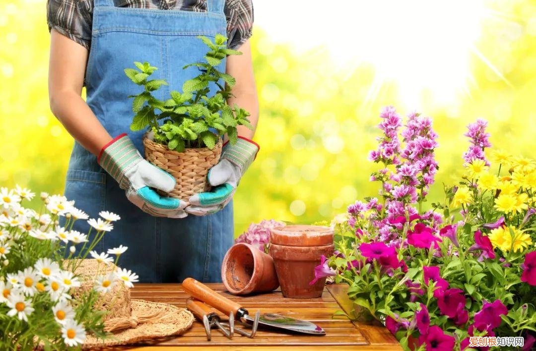 老年人种菜养花有什么好处，养花种菜原来有这么多好处 减压、减肥、扩大社交圈、防痴呆
