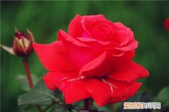 月季花什么时候开 月季的开花条件有哪些