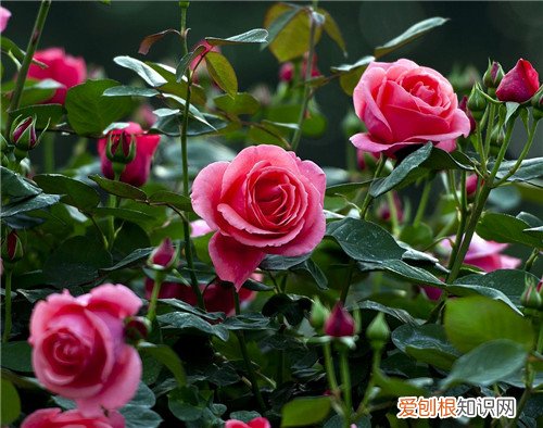 月季花什么时候开 月季的开花条件有哪些