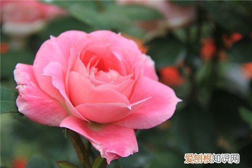 月季花什么时候开 月季的开花条件有哪些