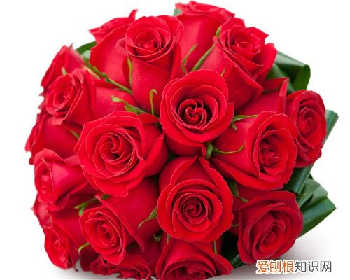 一束玫瑰花多少钱 一束玫瑰花一般是几朵