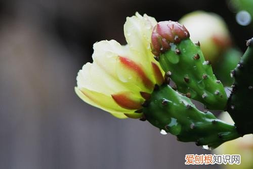 仙人掌花能吃吗仙人掌有哪些用处