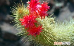 仙人掌花能吃吗仙人掌有哪些用处