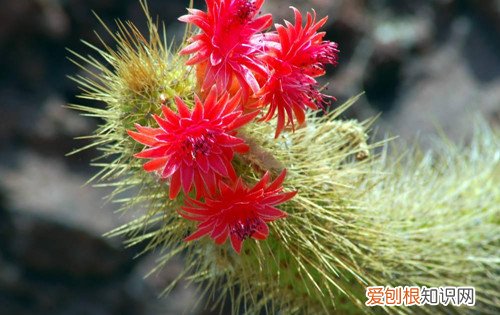 仙人掌花能吃吗仙人掌有哪些用处