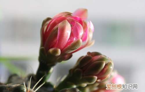 仙人掌花能吃吗仙人掌有哪些用处