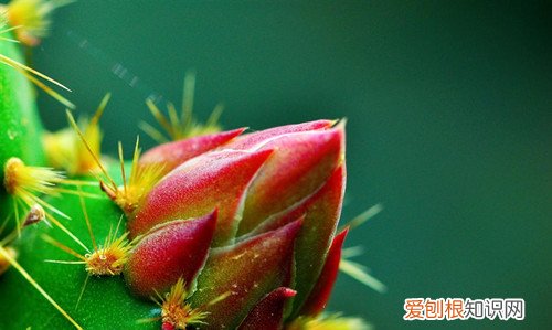 仙人掌花能吃吗仙人掌有哪些用处