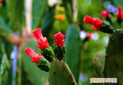 仙人掌花能吃吗仙人掌有哪些用处