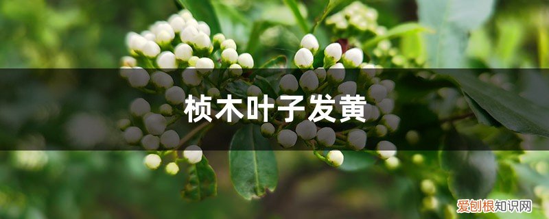 桢木黄叶的原因和处理办法是什么 桢木黄叶的原因和处理办法