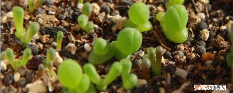 藻铃玉黄叶的原因和处理办法 藻铃玉黄叶的原因和处理办法