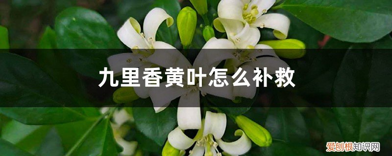 九里香叶子全变黄了 九里香黄叶的原因和处理办法