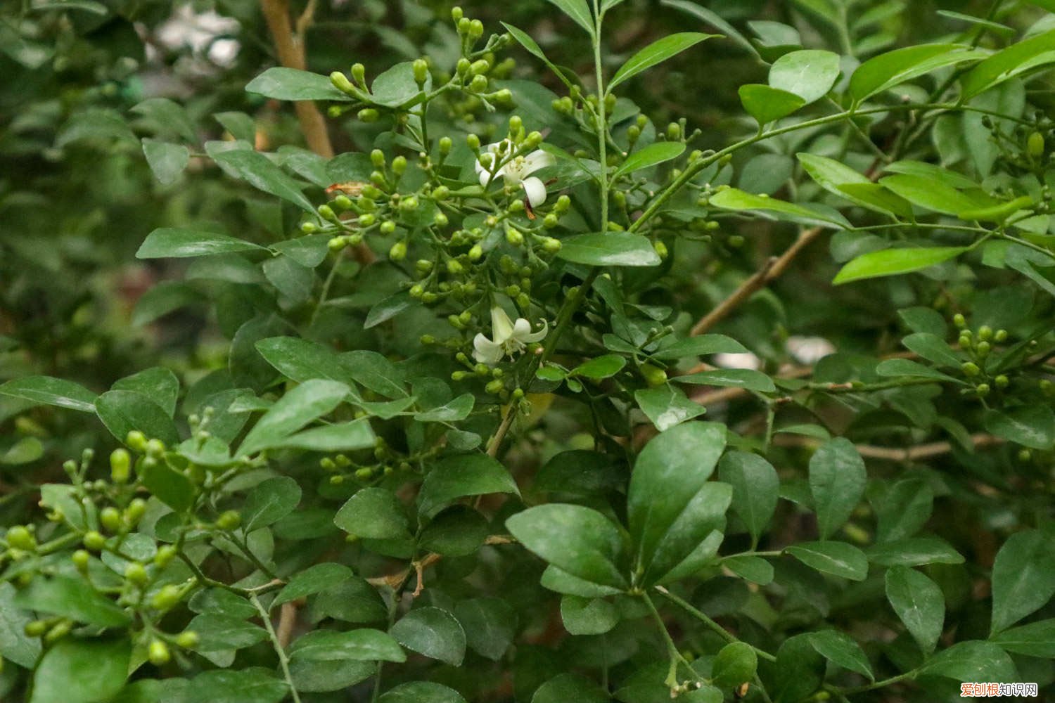 九里香叶子全变黄了 九里香黄叶的原因和处理办法