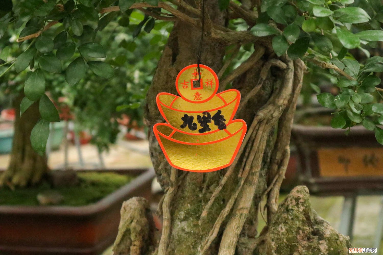 九里香叶子全变黄了 九里香黄叶的原因和处理办法