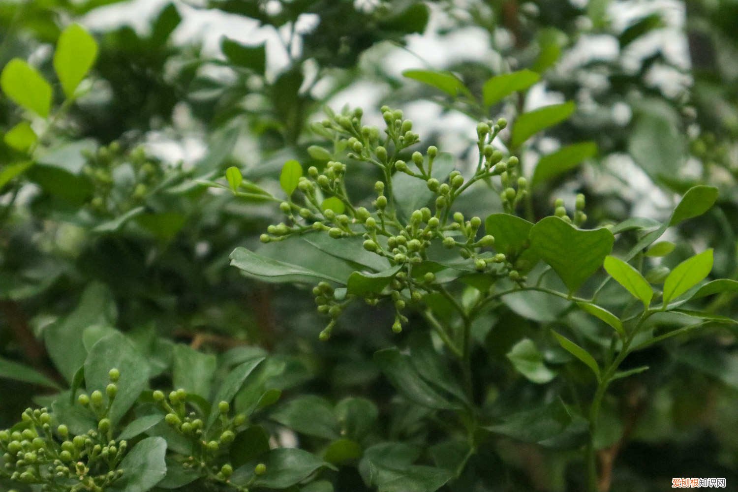 九里香叶子全变黄了 九里香黄叶的原因和处理办法