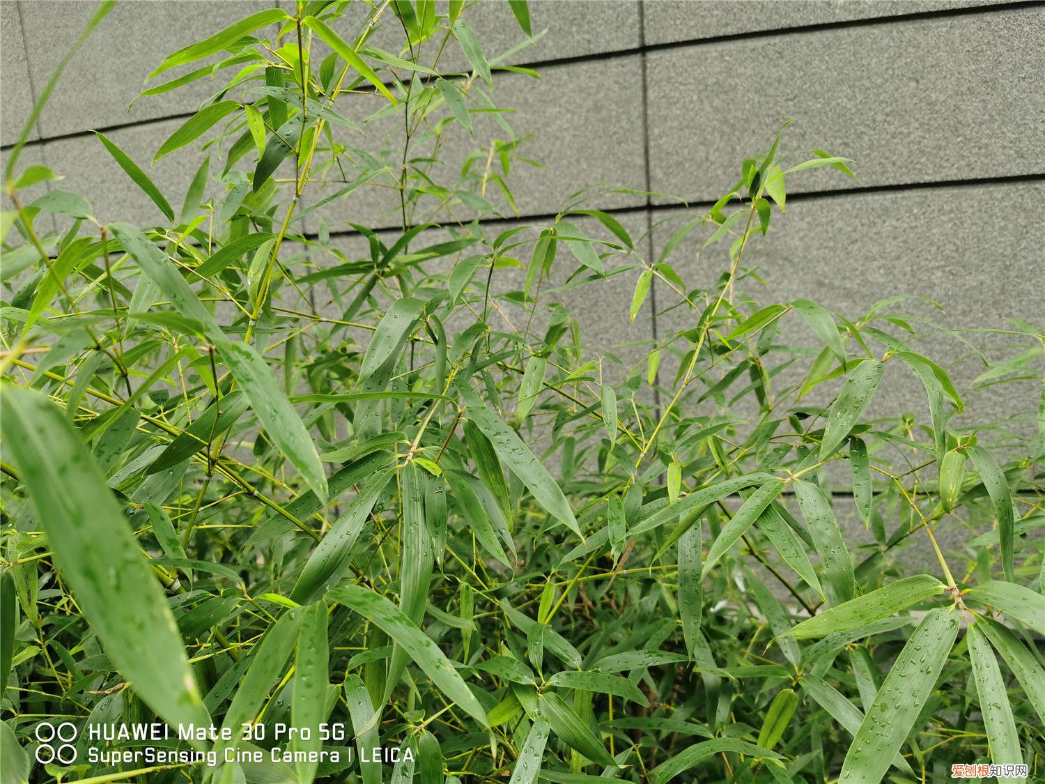 竹子为什么黄叶黄叶怎么处理 竹子黄叶的原因和处理办法