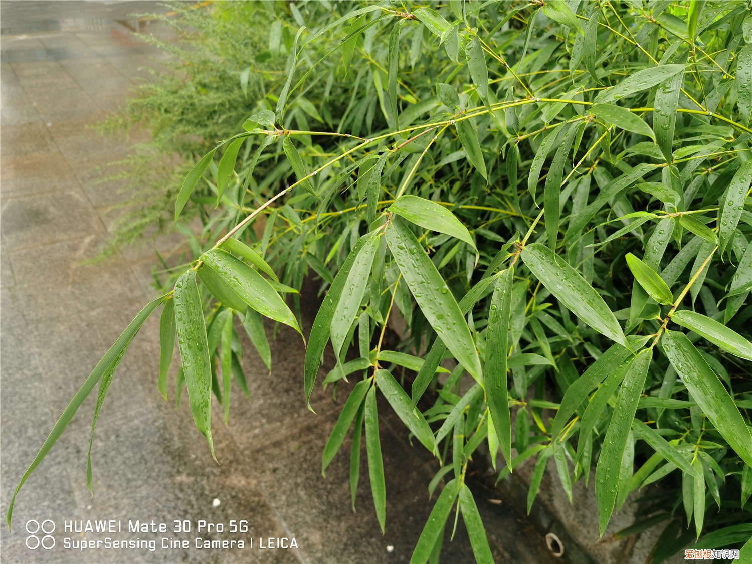 竹子为什么黄叶黄叶怎么处理 竹子黄叶的原因和处理办法