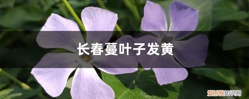 长春花的黄叶病怎么治 长春蔓黄叶的原因和处理办法