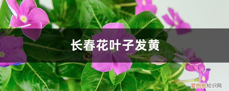 长春花出现黄叶怎么回事 长春花黄叶的原因和处理办法