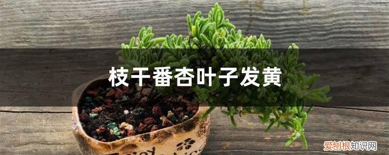 枝干番杏叶子黄了 枝干番杏黄叶的原因和处理办法