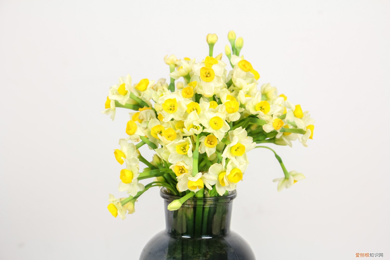 水仙花水培如何养殖,水养多久能开花 水仙花水培如何养殖，水养多久能开花