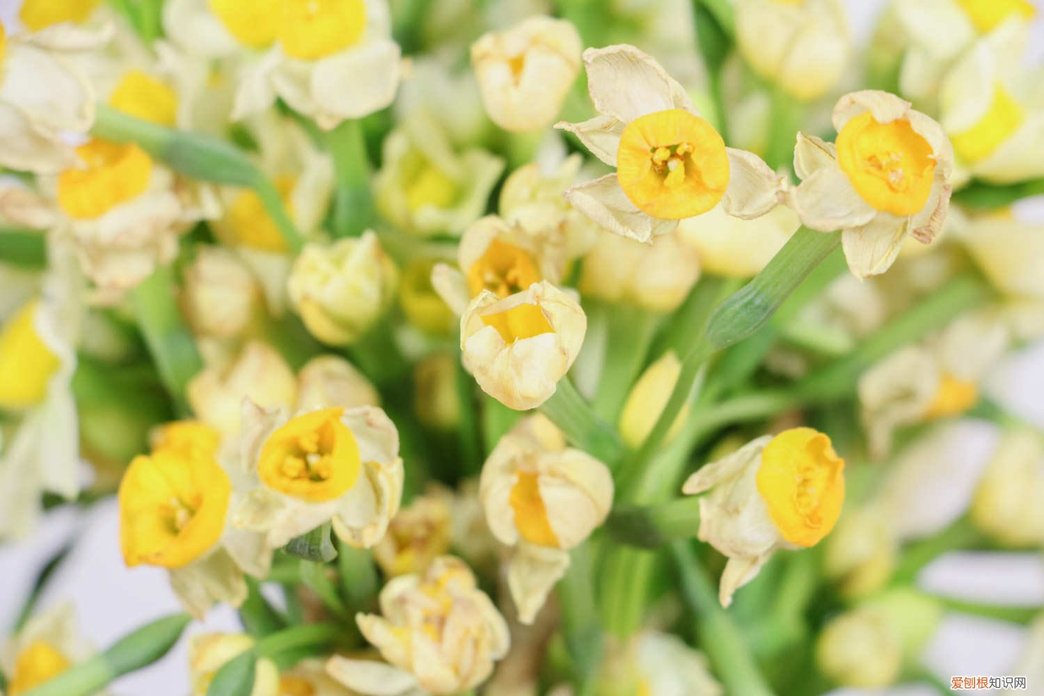 水仙花水培如何养殖,水养多久能开花 水仙花水培如何养殖，水养多久能开花