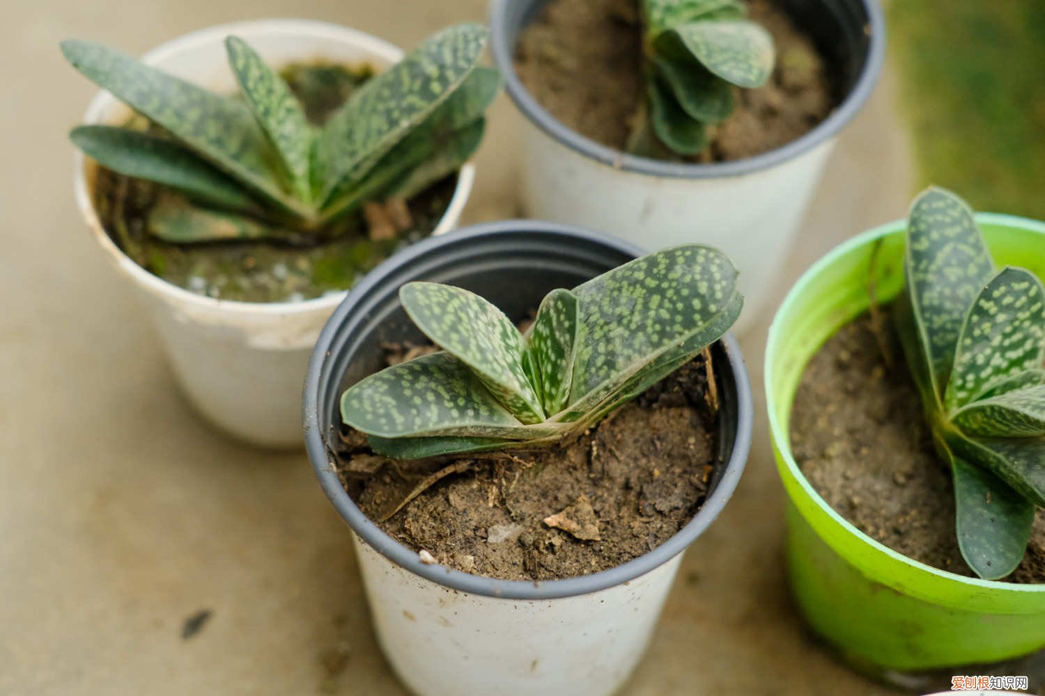 绿宝叶子发黄怎么补救 子宝黄叶的原因和处理办法