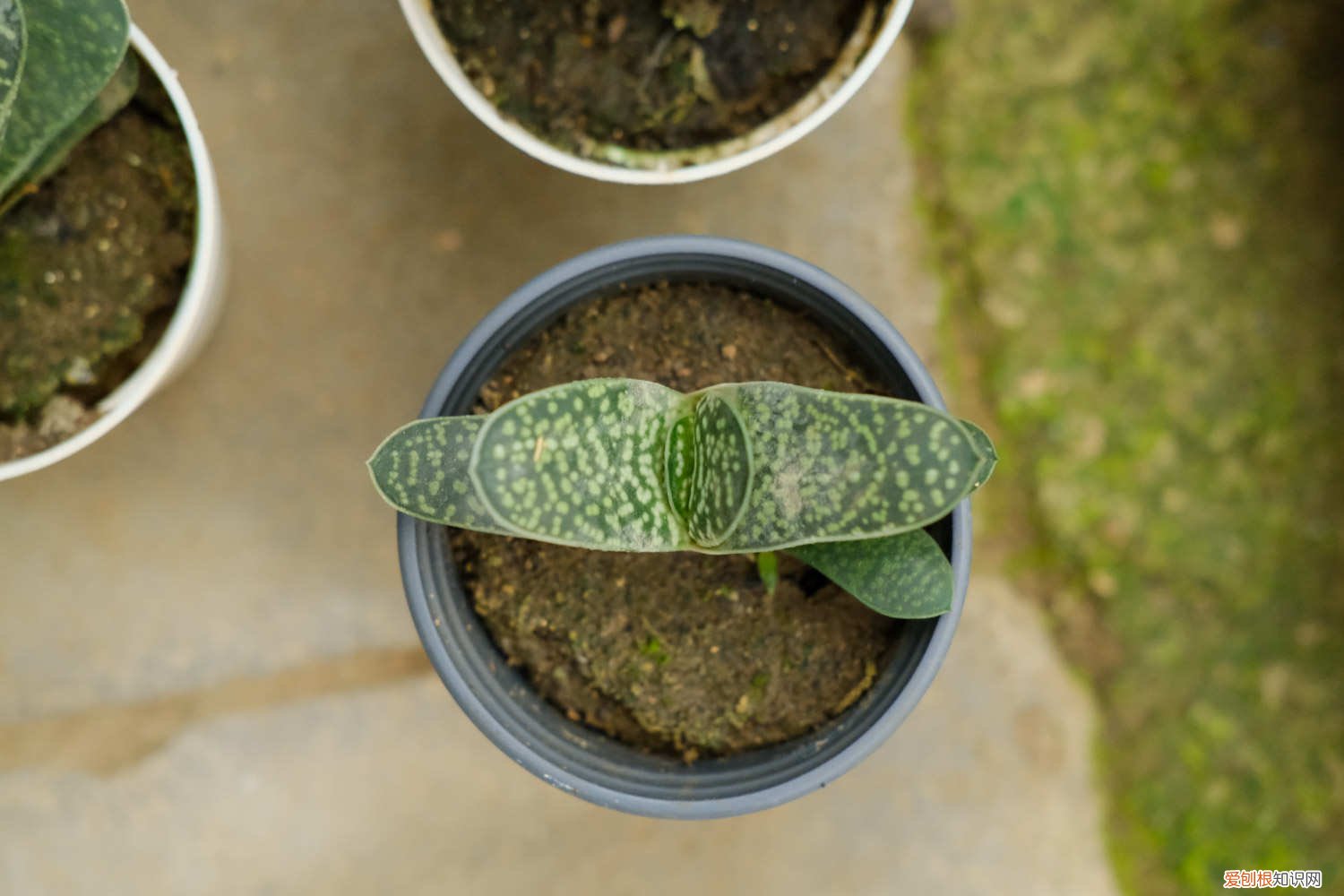 绿宝叶子发黄怎么补救 子宝黄叶的原因和处理办法