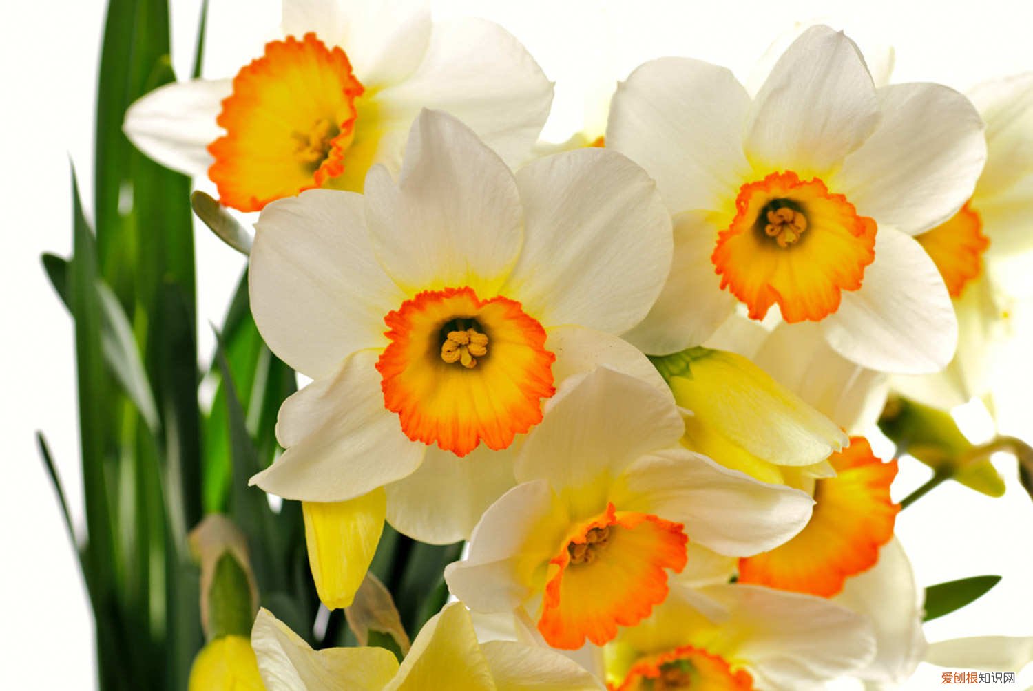 水仙花几周开花 水仙花如何延长花期，水仙花什么时候开花