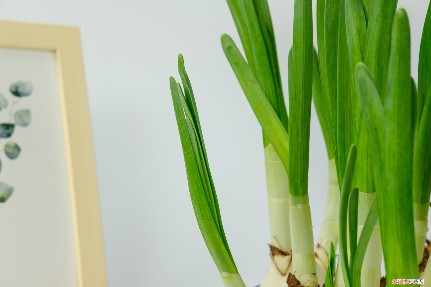 水仙花几周开花 水仙花如何延长花期，水仙花什么时候开花