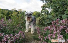 雪纳瑞吃什么毛漂亮 雪纳瑞吃什么毛长得好