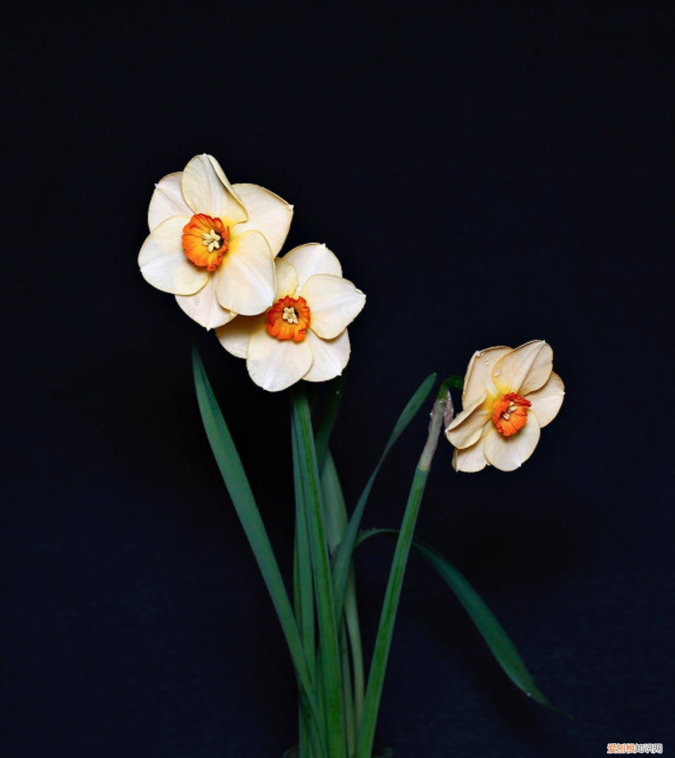 水仙花土培用什么土好 水仙花能不能土培,水仙花土培方法