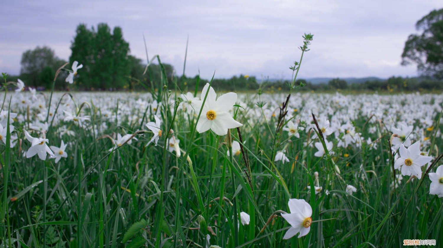 水仙花土培用什么土好 水仙花能不能土培,水仙花土培方法