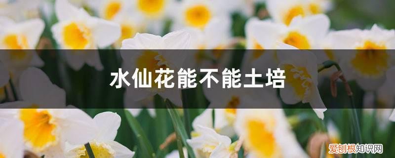 水仙花土培用什么土好 水仙花能不能土培,水仙花土培方法